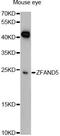 Zinc Finger AN1-Type Containing 5 antibody, LS-C748244, Lifespan Biosciences, Western Blot image 