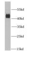 DnaJ Heat Shock Protein Family (Hsp40) Member A2 antibody, FNab02440, FineTest, Western Blot image 