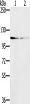 Dual serine/threonine and tyrosine protein kinase antibody, TA350355, Origene, Western Blot image 