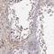 Recepin antibody, HPA061442, Atlas Antibodies, Immunohistochemistry frozen image 