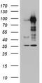 MDM2 Proto-Oncogene antibody, LS-C798191, Lifespan Biosciences, Western Blot image 