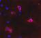 Metabotropic glutamate receptor 6 antibody, NB300-189, Novus Biologicals, Immunofluorescence image 