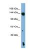 NLR Family Pyrin Domain Containing 1 antibody, NBP1-54899, Novus Biologicals, Western Blot image 