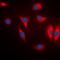 Microtubule Affinity Regulating Kinase 1 antibody, orb315803, Biorbyt, Immunocytochemistry image 