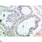Pro-MCH antibody, LS-C813925, Lifespan Biosciences, Immunohistochemistry paraffin image 