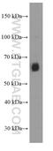 Autoimmune Regulator antibody, 66262-1-Ig, Proteintech Group, Western Blot image 