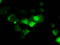DNA excision repair protein ERCC-1 antibody, LS-C115212, Lifespan Biosciences, Immunofluorescence image 