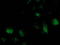 ATPase H+ Transporting V1 Subunit F antibody, TA502279, Origene, Immunofluorescence image 