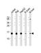 Histidine triad nucleotide-binding protein 1 antibody, M02557, Boster Biological Technology, Western Blot image 