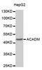 Acyl-CoA Dehydrogenase Medium Chain antibody, TA332452, Origene, Western Blot image 