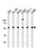 YY1 Transcription Factor antibody, TA324719, Origene, Western Blot image 
