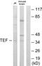 TEF Transcription Factor, PAR BZIP Family Member antibody, PA5-38667, Invitrogen Antibodies, Western Blot image 