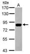 Calpain 1 antibody, PA5-27681, Invitrogen Antibodies, Western Blot image 