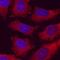 C2 Calcium Dependent Domain Containing 3 antibody, AF7348, R&D Systems, Immunofluorescence image 