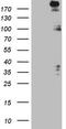 Histone-lysine N-methyltransferase SETD1A antibody, TA805450, Origene, Western Blot image 