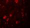 Zinc Finger And BTB Domain Containing 3 antibody, NBP1-76516, Novus Biologicals, Immunofluorescence image 