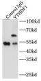 YTH N6-Methyladenosine RNA Binding Protein 1 antibody, FNab09572, FineTest, Immunoprecipitation image 