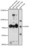 Vasorin antibody, 16-495, ProSci, Western Blot image 