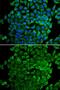 Cytochrome C, Somatic antibody, GTX64341, GeneTex, Immunofluorescence image 