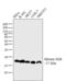 Histone H2B type 1-B antibody, MA5-14835, Invitrogen Antibodies, Western Blot image 