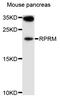 Reprimo, TP53 Dependent G2 Arrest Mediator Homolog antibody, abx135931, Abbexa, Western Blot image 