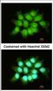 THO Complex 7 antibody, NBP2-20622, Novus Biologicals, Immunofluorescence image 