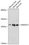 Nicotinamide Nucleotide Adenylyltransferase 1 antibody, GTX66480, GeneTex, Western Blot image 