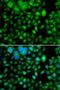 Methyltransferase Like 7B antibody, PA5-77164, Invitrogen Antibodies, Immunofluorescence image 
