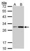 DT-diaphorase antibody, TA308820, Origene, Western Blot image 