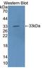 Haptoglobin-related protein antibody, LS-C374293, Lifespan Biosciences, Western Blot image 