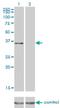Cyclic AMP-dependent transcription factor ATF-1 antibody, H00000466-M03, Novus Biologicals, Western Blot image 