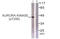Aurora Kinase A antibody, LS-C198663, Lifespan Biosciences, Western Blot image 