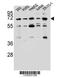 Potassium Voltage-Gated Channel Modifier Subfamily V Member 2 antibody, 56-841, ProSci, Western Blot image 