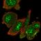 RIO Kinase 1 antibody, HPA051446, Atlas Antibodies, Immunofluorescence image 