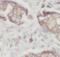 Cell cycle protein p38-2G4 homolog antibody, FNab06094, FineTest, Immunohistochemistry frozen image 