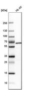 YY1 Transcription Factor antibody, HPA001119, Atlas Antibodies, Western Blot image 