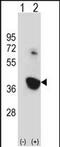NIMA Related Kinase 6 antibody, PA5-48647, Invitrogen Antibodies, Western Blot image 
