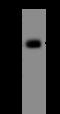 TAPP2 antibody, 205255-T32, Sino Biological, Western Blot image 