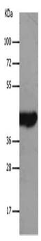 Monocarboxylate transporter 2 antibody, CSB-PA138945, Cusabio, Western Blot image 