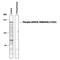 Glutamate Ionotropic Receptor NMDA Type Subunit 2B antibody, PPS056, R&D Systems, Western Blot image 