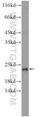 DCTP Pyrophosphatase 1 antibody, 16684-1-AP, Proteintech Group, Western Blot image 