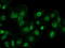 DExD-Box Helicase 39B antibody, LS-B12960, Lifespan Biosciences, Immunofluorescence image 