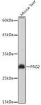 Bone marrow proteoglycan antibody, GTX54611, GeneTex, Western Blot image 
