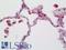 C-C Motif Chemokine Ligand 3 antibody, LS-B11423, Lifespan Biosciences, Immunohistochemistry paraffin image 