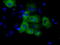GRIP1 Associated Protein 1 antibody, TA500876, Origene, Immunofluorescence image 