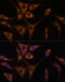 Heat Shock Protein Family A (Hsp70) Member 13 antibody, 19-289, ProSci, Immunofluorescence image 