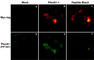 Plexin A1 antibody, PP1301, ECM Biosciences, Immunocytochemistry image 