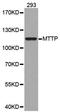Microsomal triglyceride transfer protein large subunit antibody, orb48462, Biorbyt, Western Blot image 