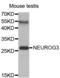 Neurogenin 3 antibody, abx002086, Abbexa, Western Blot image 