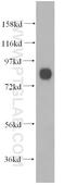 Protocadherin Alpha 2 antibody, 10127-2-AP, Proteintech Group, Western Blot image 